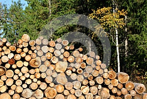 Firewood Stacked in Autumn Forest