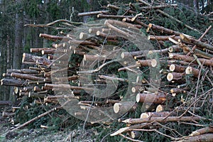 Firewood stapled