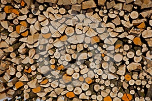 Firewood texture, after the sawing wood