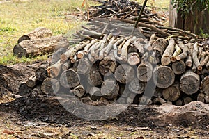 Firewood trees nature fire energy