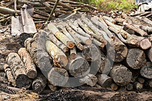 Firewood trees nature fire energy