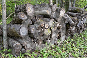 Firewood and wood and fuel wood.