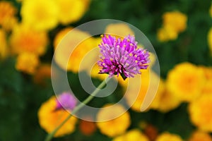 Firework Flower or Gomphrena Pulchella with Blurry Marigolds in the Backdrop