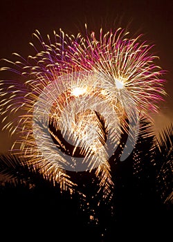 Fireworks behind a palm tree