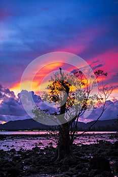 Firey sunset with mangrove tree