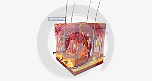 Firm outer layer of skin photo