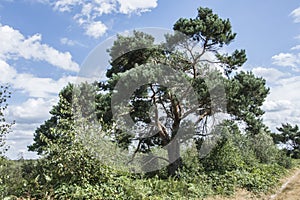 Firn tree in nature area Groote Peel