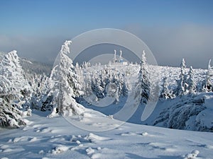 Firry timberline in the winter.