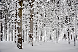 Fir trees after a snowfall photo