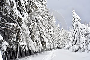 Fir trees after a snowfall photo