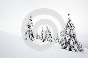 Fir trees after a snowfall photo