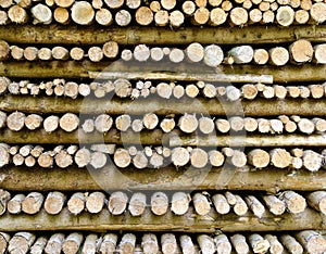 Firs logs piled up