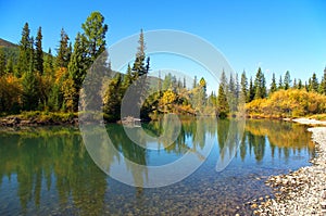 Firs and small lake.