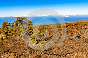 Firs Surrounded By Volcanic Rocks With Background The Atlantic Ocean In El Teide National Park. April 13, 2019. Santa Cruz De