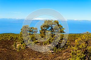 Firs Surrounded By Volcanic Rocks With Background The Atlantic Ocean In El Teide National Park. April 13, 2019. Santa Cruz De