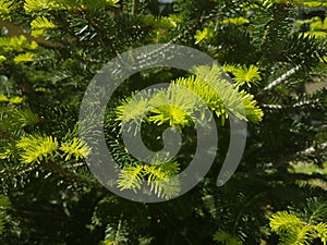 firs twings in spring while growing with two colors of green