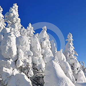 Firs under snow