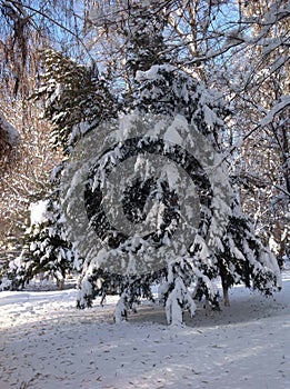 Firs under snow photo