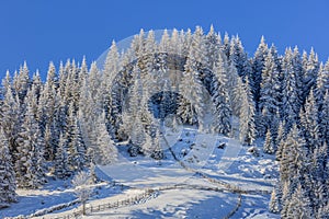 Firs in winter