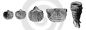 The first animals. Fossil shells of brachiopods of the Silurian period, vintage engraving photo
