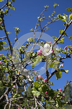 First apple tree flower opening