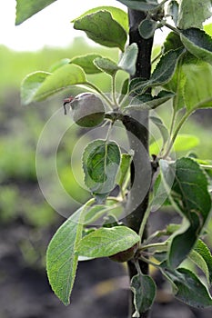 First apples on a columnar apple