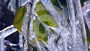 First autumn frosts