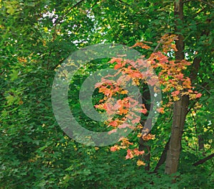 The first autumn maple twig among the green leaves