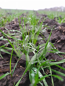 The first autumn seedlings of winter wheat. Plants are crawling for strength to overwinter. photo