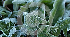First autumn or winter frost. Green dandelion leaves are covered with frost. Morning frost, green frozen plant leaves.
