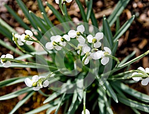 First beautiful snowdrops in spring. Beautiful flowers in springtime.