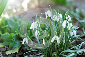 First beautiful snowdrops in spring. First spring flowers, snowdrops in garden, sunlight