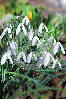 First beautiful snowdrops in spring. First spring flowers, snowdrops in garden, sunlight