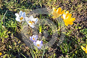 The first bees at the end of winter or at the beginning of spring