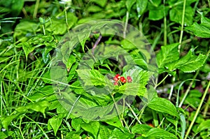 The first berries in the summer forest