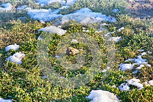 First birds on thawed patches. Chaffinch