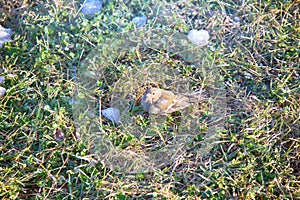 First birds on thawed patches. Chaffinch