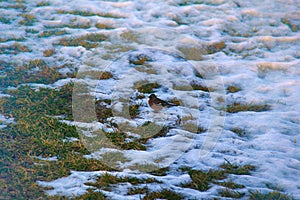 First birds on thawed patches. Chaffinch