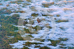 First birds on thawed patches. Chaffinch