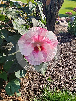 First Bloom Viberant colors summer flower