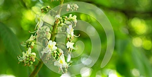 The first, blooming chestnuts