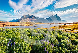 First blooming loopine flowers on Stokksnes cape in June. Sunny morning view of Vestrahorn Batman Mountain. Amazing summer scene