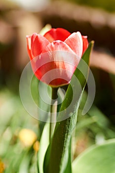 The first blooming red tulip bud in a spring flower bed.