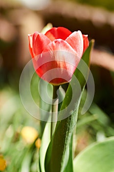 The first blooming red tulip bud in a spring flower bed.
