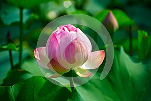 The first Blossoming lotus