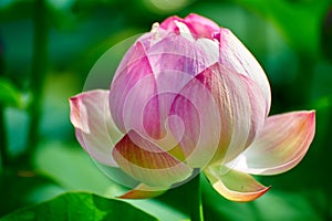 The first blossoming lotus flower