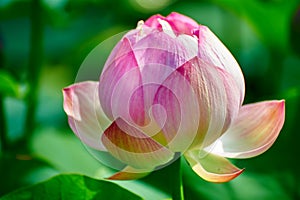 The first blossoming lotus flower photo