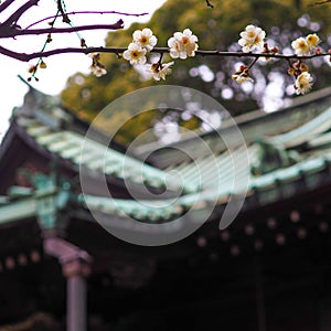 First of the blossoms, with shrine in bokeh background.