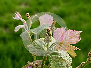 First the blossoms and then the grapes follow