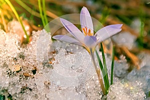 first blue crocus flowers, spring saffron